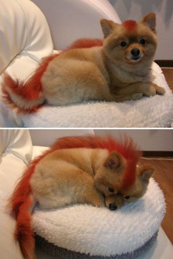 Gos Firefox